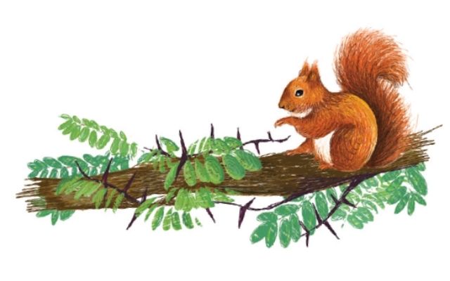 Illustratie eekhoorn uit Het complete bomenboek