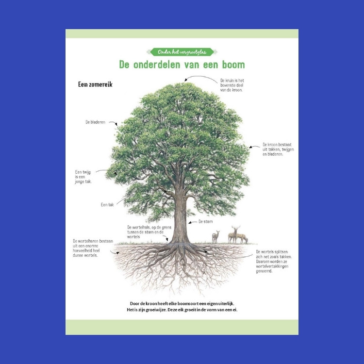 Leesfragment Het complete bomenboek 2